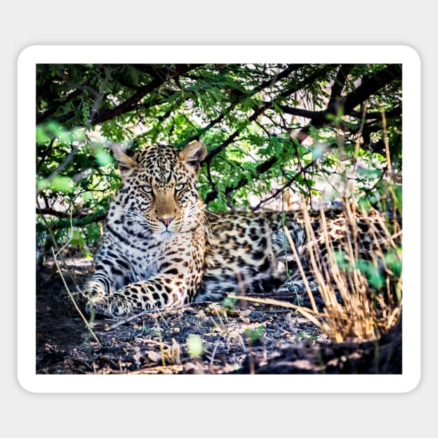 Female Leopard Shelters From Sun Sticker by GrahamPrentice